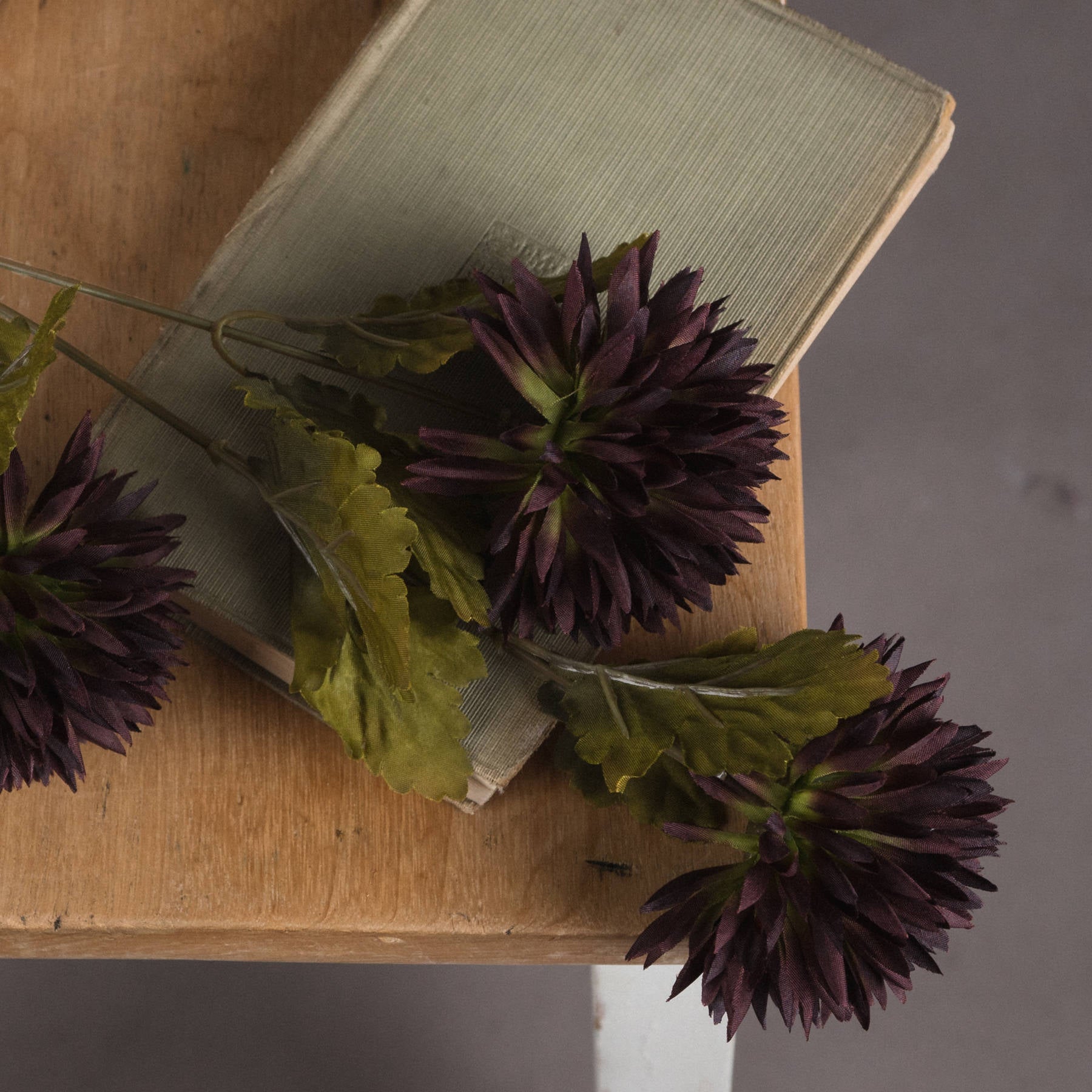 Chocolate Chrysanthemum_4559