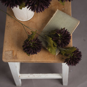 Chocolate Chrysanthemum_4558