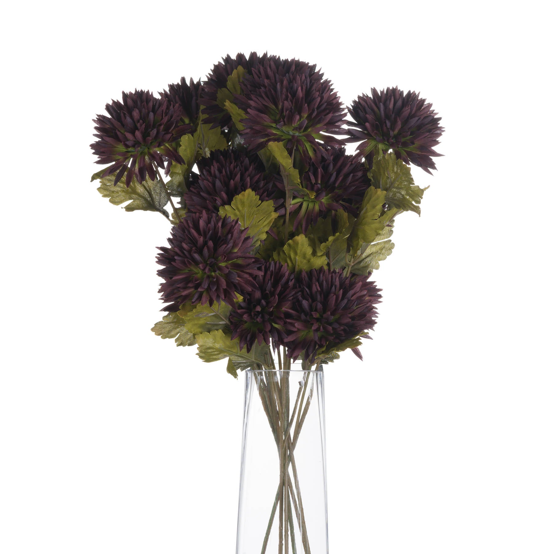 Chocolate Chrysanthemum_4560