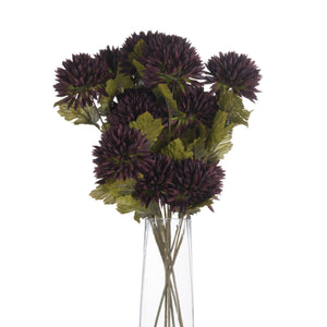Chocolate Chrysanthemum_4560