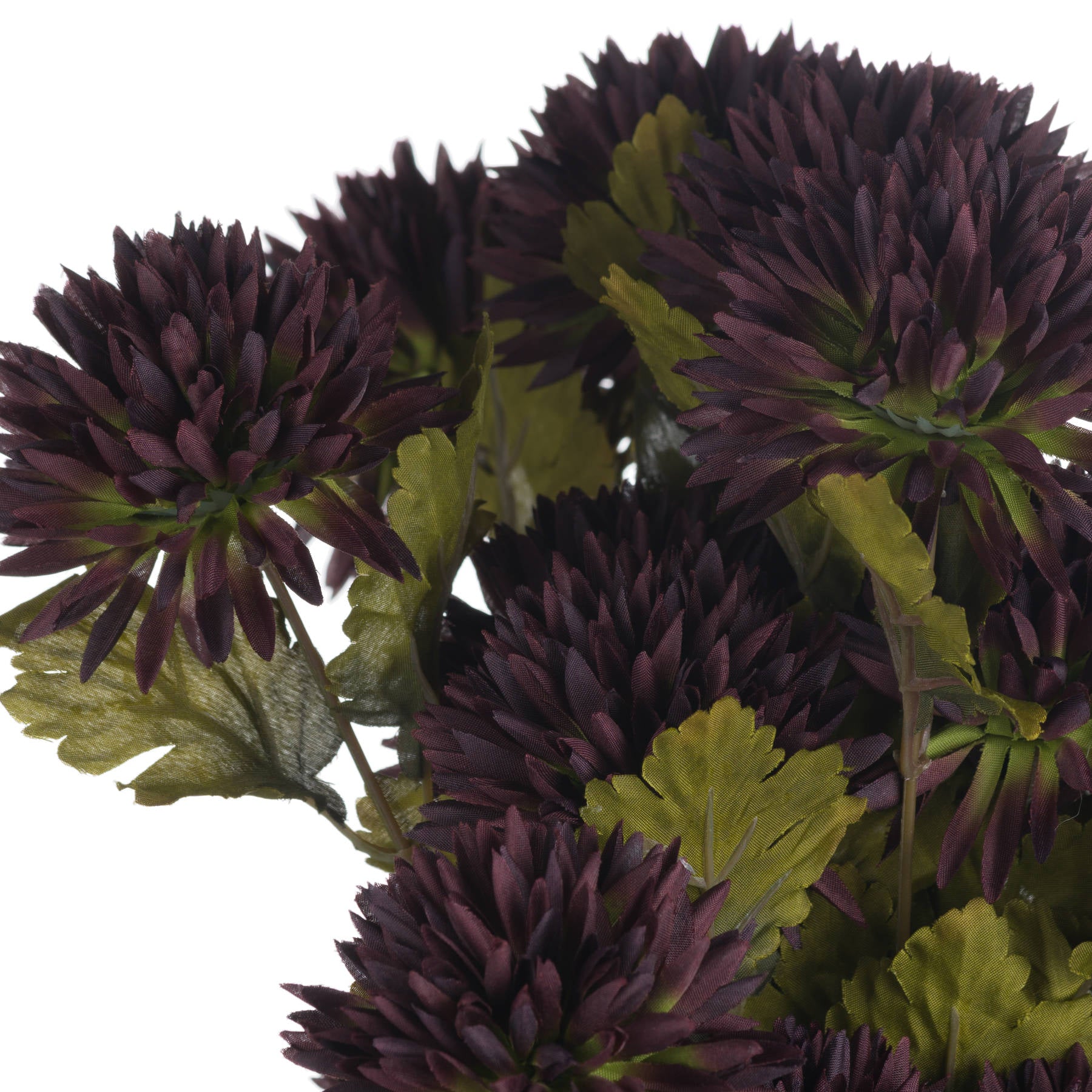 Chocolate Chrysanthemum_4561