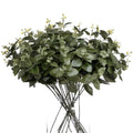 Cineraria Eucalyptus Spray_4567