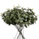 Cineraria Eucalyptus Spray_4567