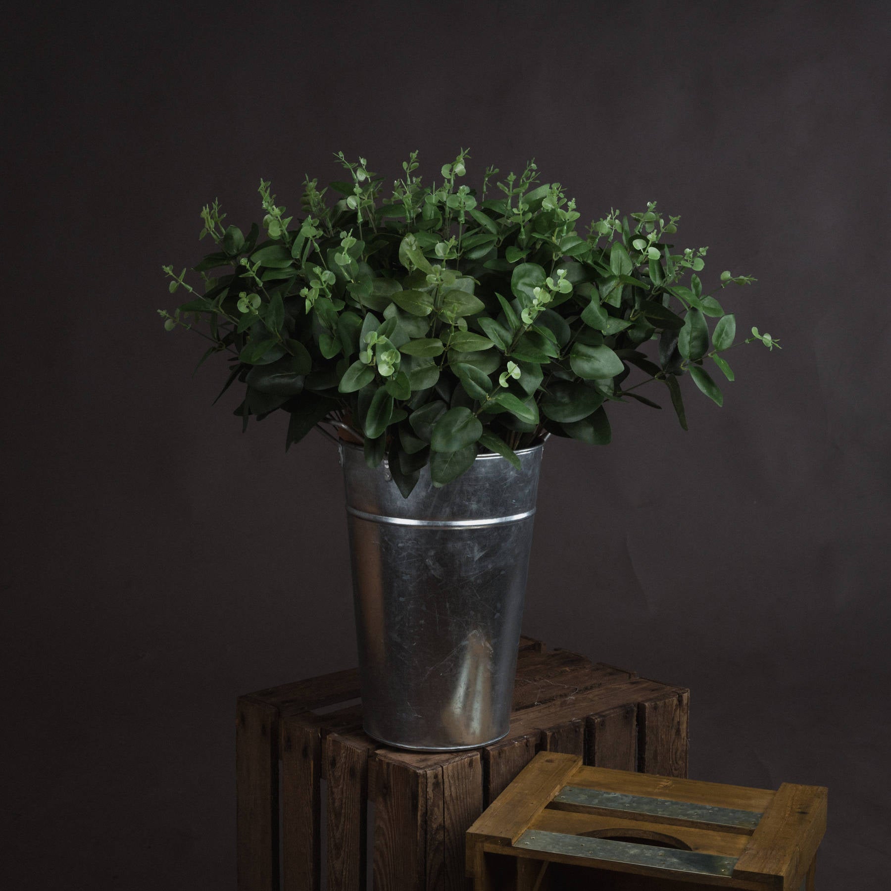 Cineraria Eucalyptus Spray_4564
