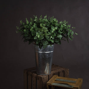 Cineraria Eucalyptus Spray_4564