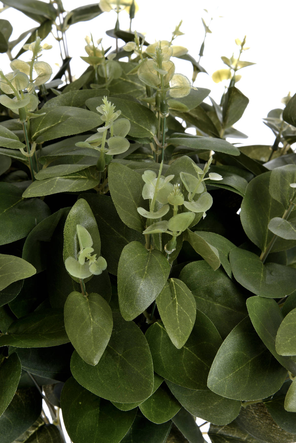 Cineraria Eucalyptus Spray_4568