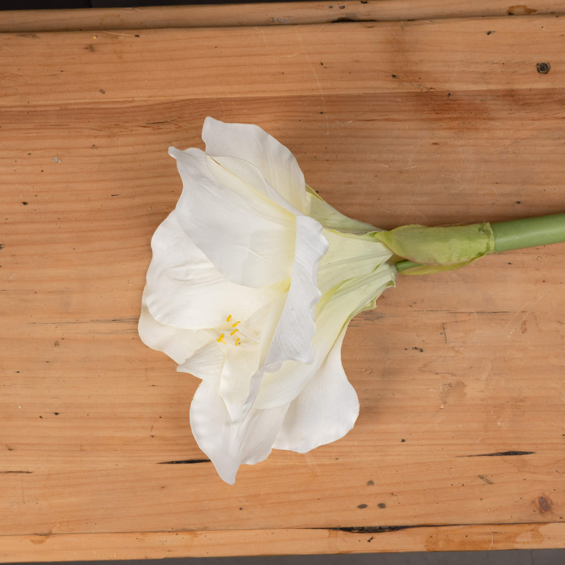 Classic White Amaryllis Flower_4570
