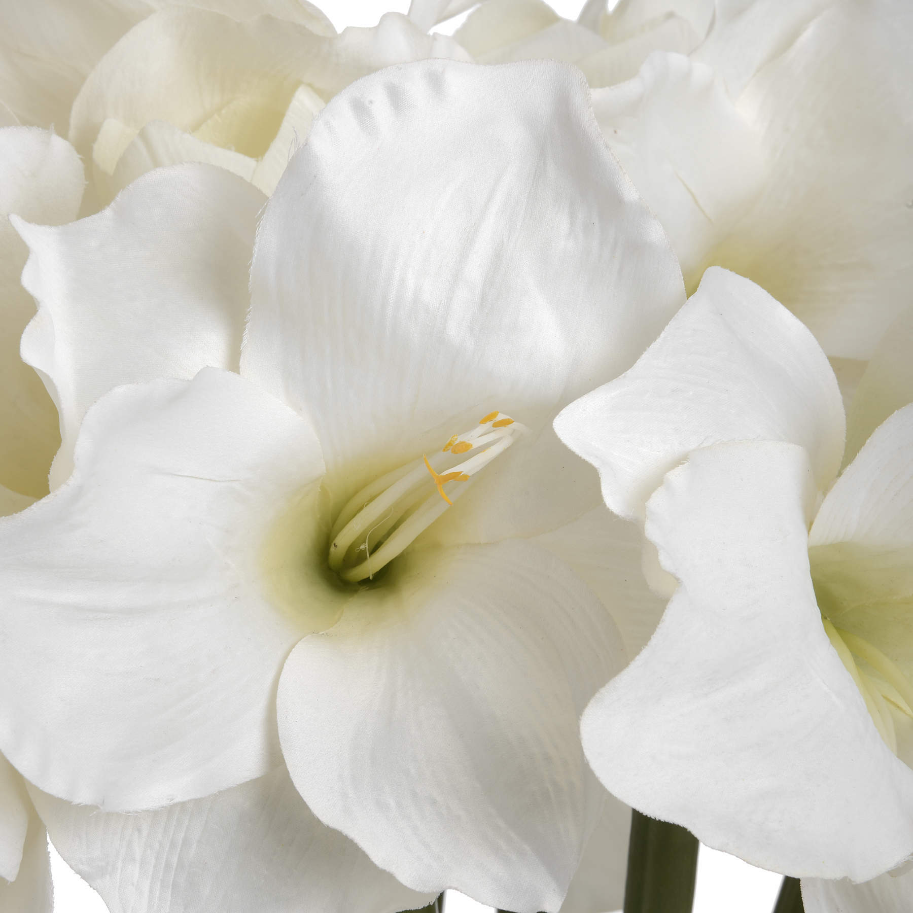 Classic White Amaryllis Flower_4573