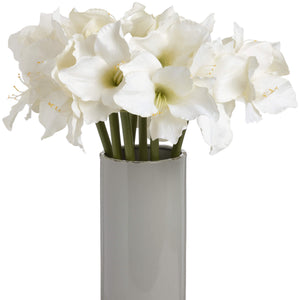 Classic White Amaryllis Flower_4571