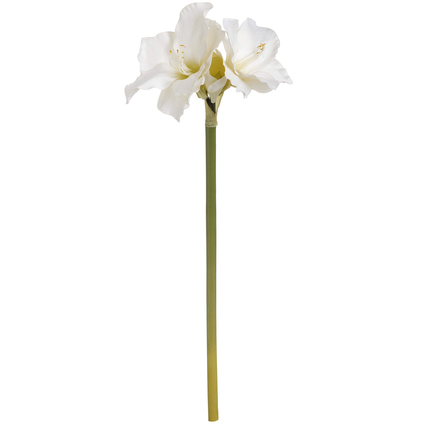 Classic White Amaryllis Flower_4572