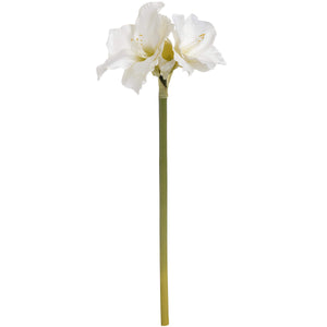Classic White Amaryllis Flower_4572