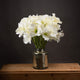 Classic White Amaryllis Flower_4569