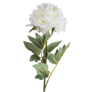 Classic White Peony_4577