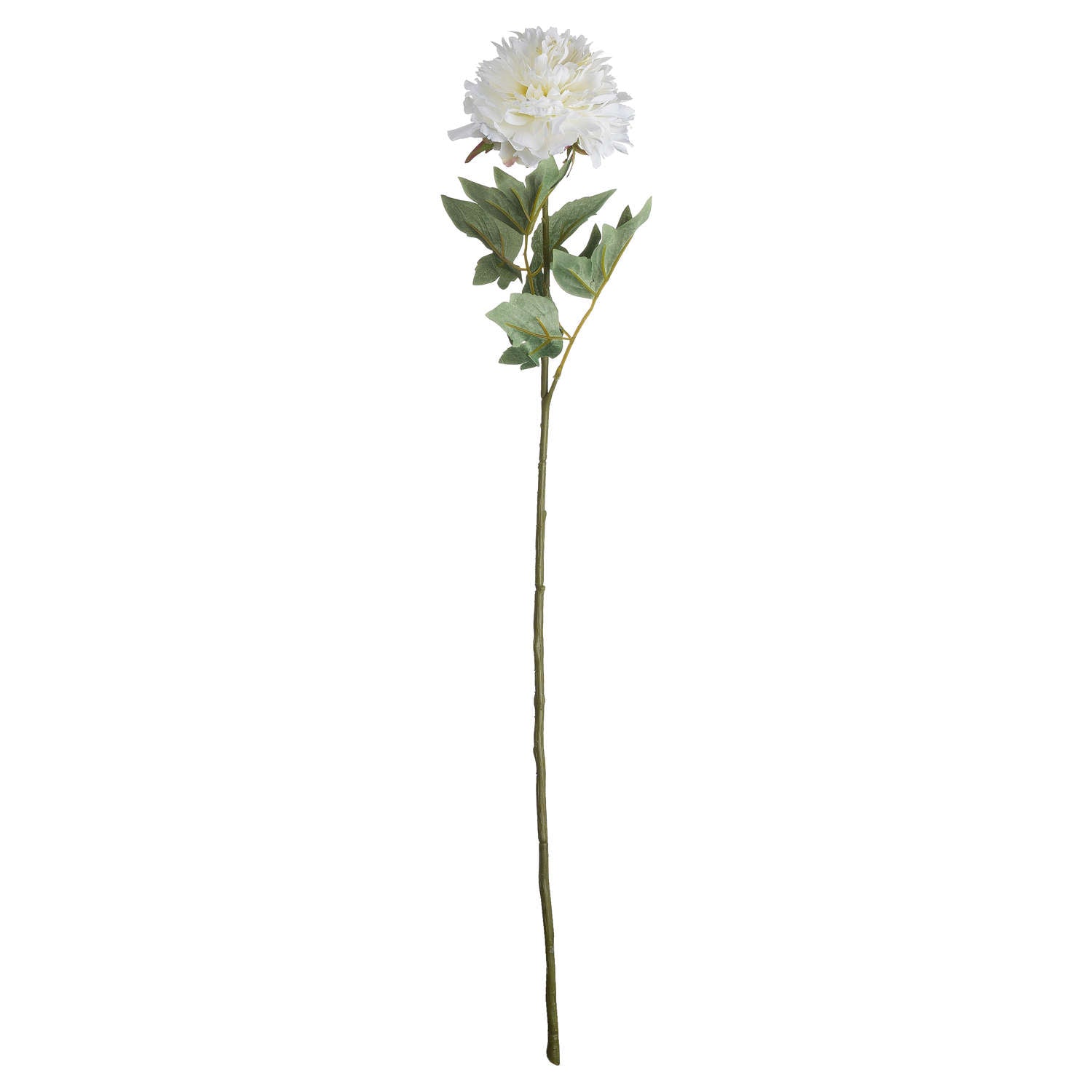 Classic White Peony_4576
