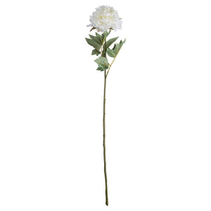 Classic White Peony_4576