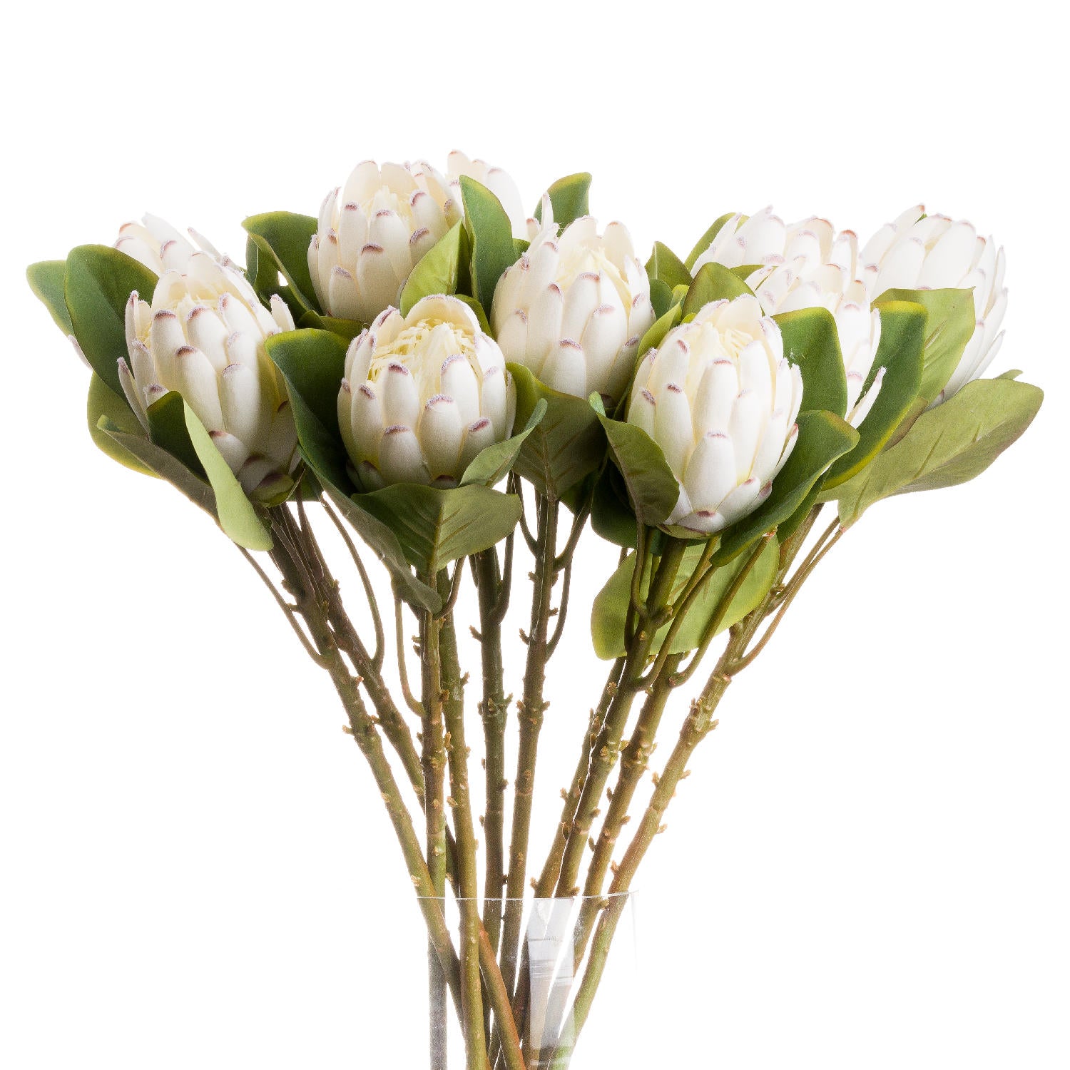 Closed White Protea_4578