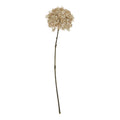 Coffee Allium_4582