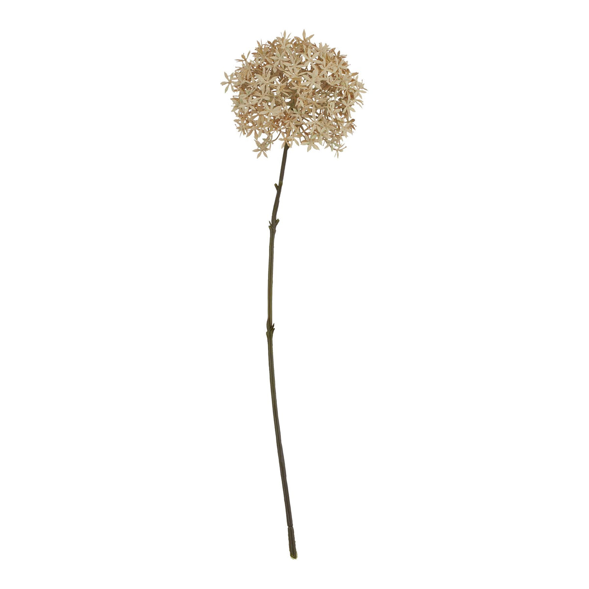 Coffee Allium_4582
