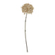 Coffee Allium_4582