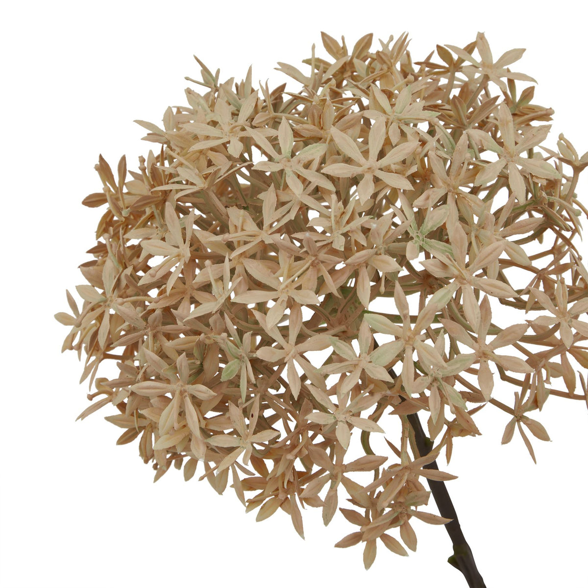 Coffee Allium_4583