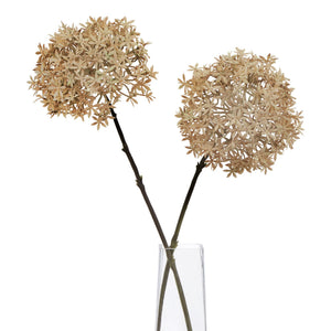Coffee Allium_4584