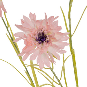 Blue Cornflower Stem_5376