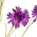Blue Cornflower Stem_5430