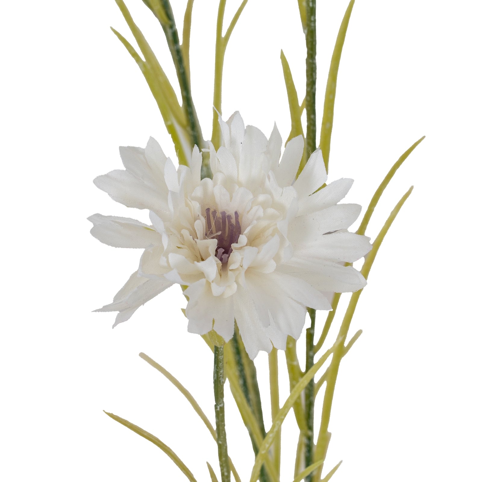 Blue Cornflower Stem_5820