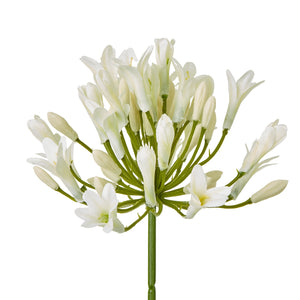 Cream Agapanthus Spray_4586