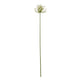 Cream Agapanthus Spray_4585