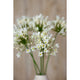 Cream Agapanthus Spray_4589