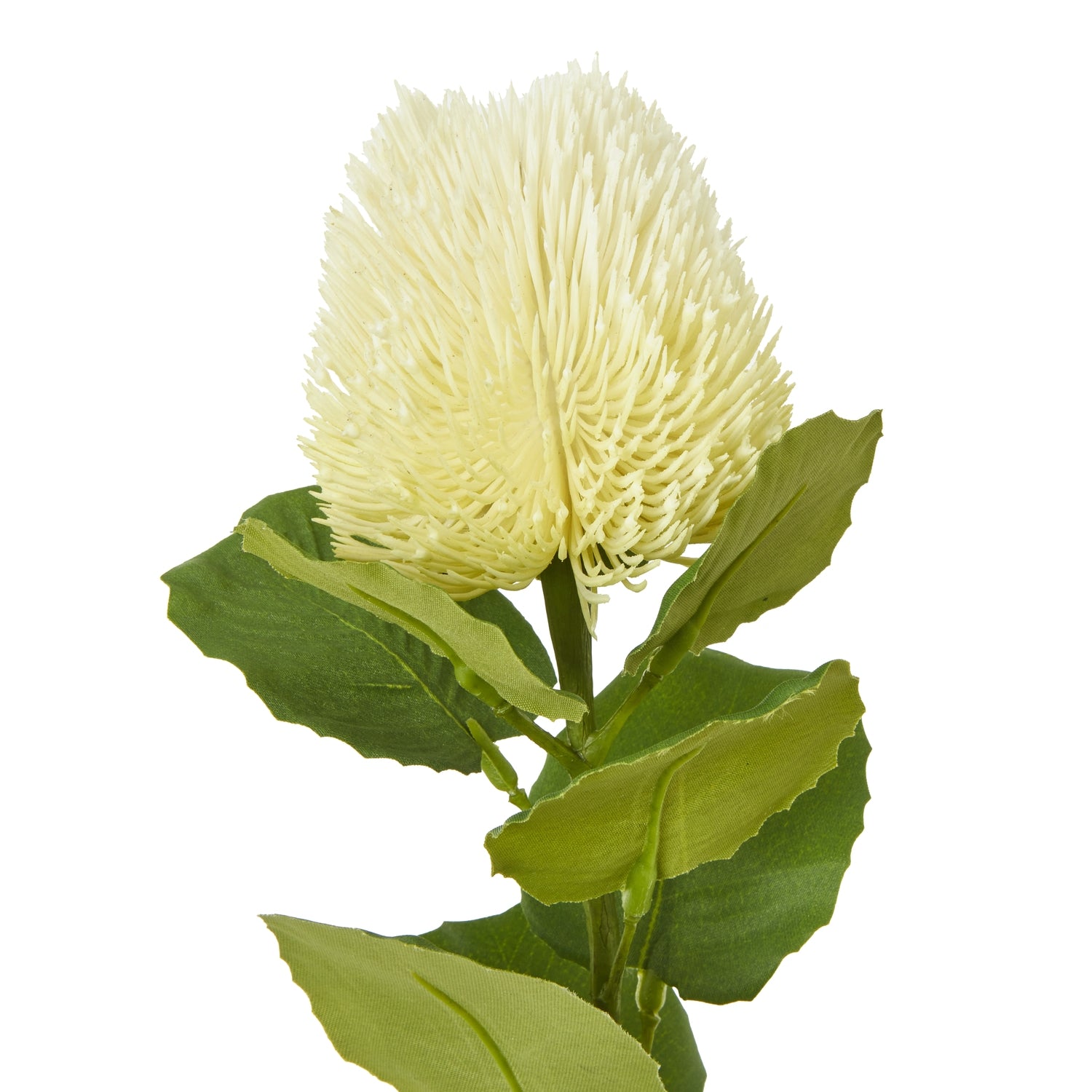Cream Banksia Stem [cid:23814-a]