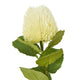 Cream Banksia Stem [cid:23814-a]