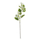 Cream Bauhinia Orchid Spray_4606