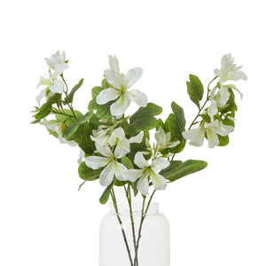 Cream Bauhinia Orchid Spray_4608