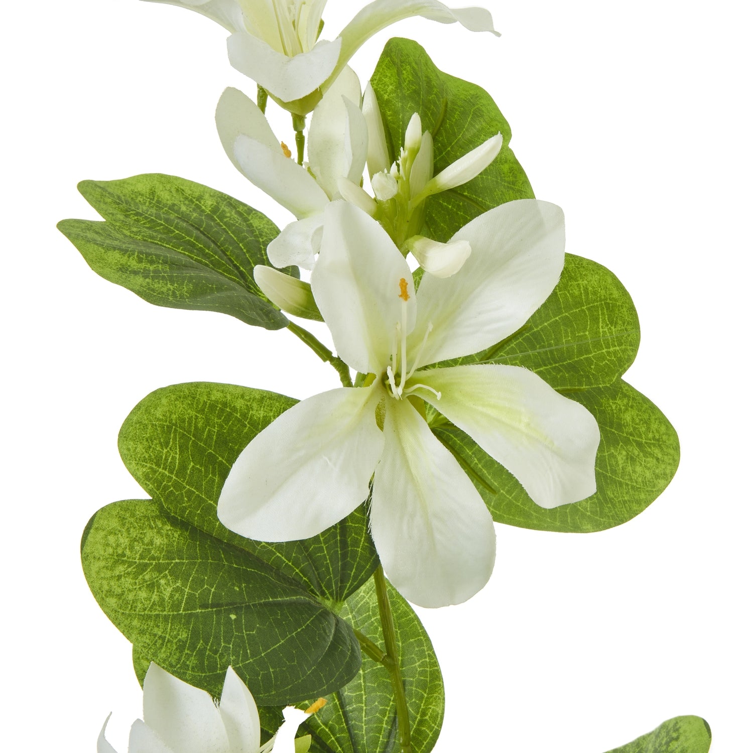 Cream Bauhinia Orchid Spray_4607
