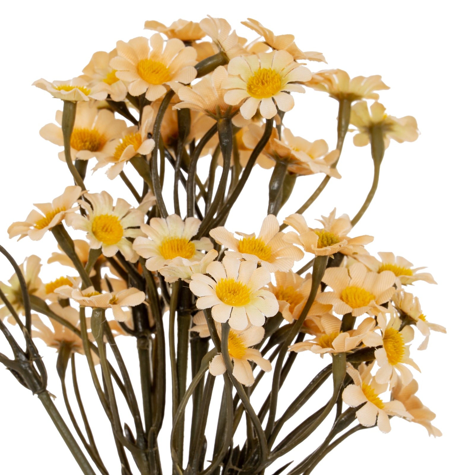 Daisy Bunch_4619