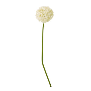 Giant Allium Stem_4629