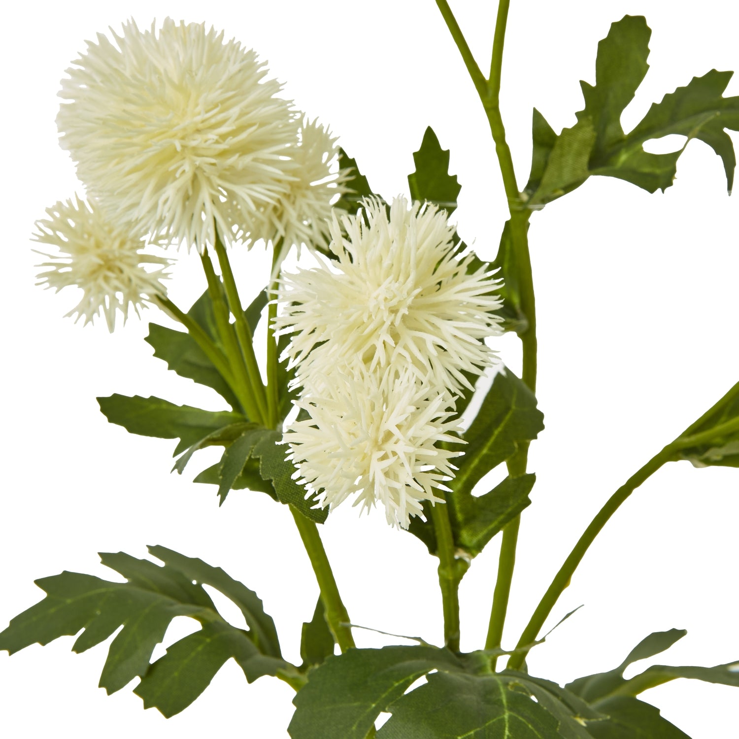 Cream Globe Thistle Spray [cid:23836-a]