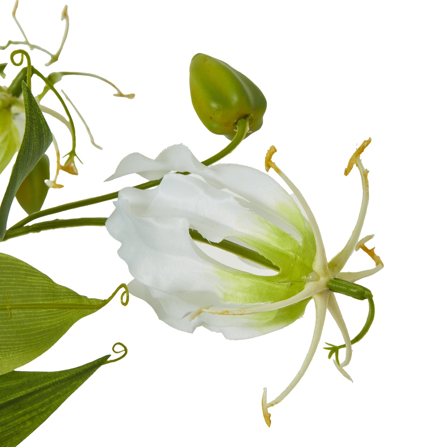 Cream Gloriosa Spray [cid:23817-a]