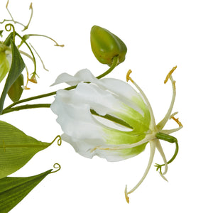 Cream Gloriosa Spray [cid:23817-a]