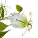Cream Gloriosa Spray [cid:23817-a]
