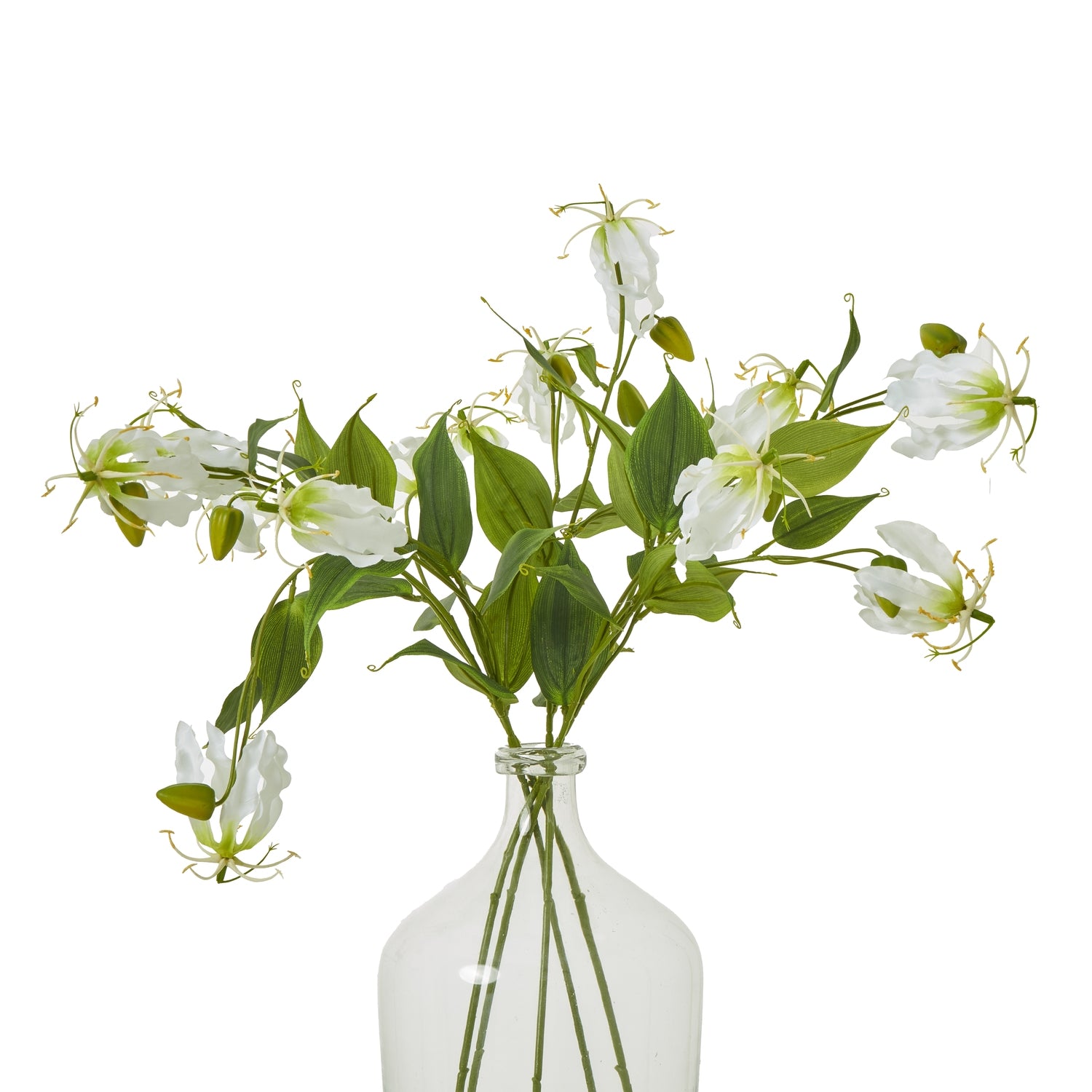 Cream Gloriosa Spray [cid:23817-b]