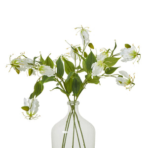 Cream Gloriosa Spray [cid:23817-b]