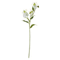 Cream Gloriosa Spray [cid:23817]
