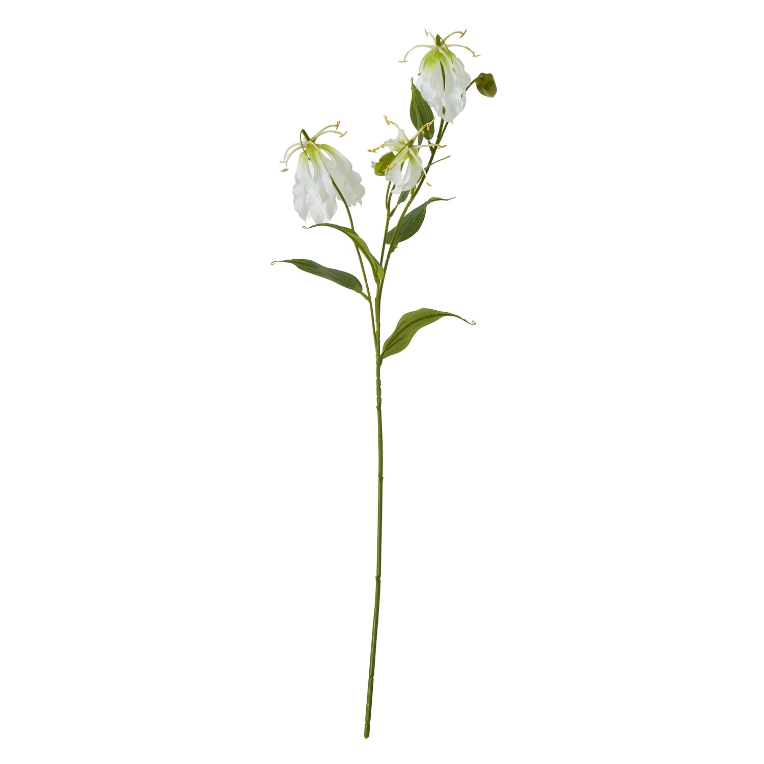 Cream Gloriosa Spray [cid:23817]
