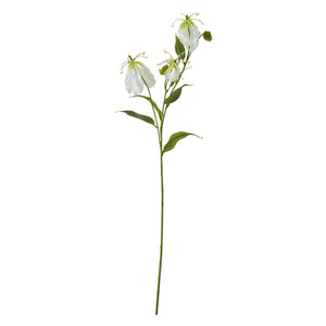 Cream Gloriosa Spray [cid:23817]