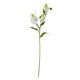 Cream Gloriosa Spray [cid:23817]
