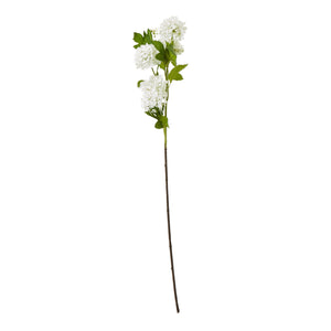 Green Snowball Viburnum Spray_4698