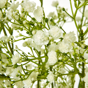 Cream Gypsophila Spray [cid:23847-a]